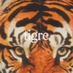 Medranov – Tigre Ft. Fakz & Kim Da
